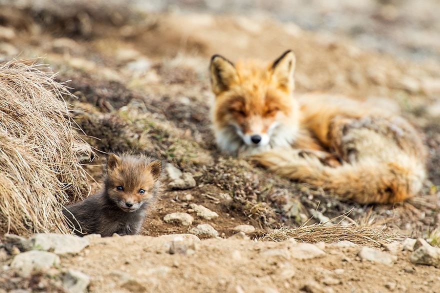 cute-baby-foxes-10-574436a45c196__880