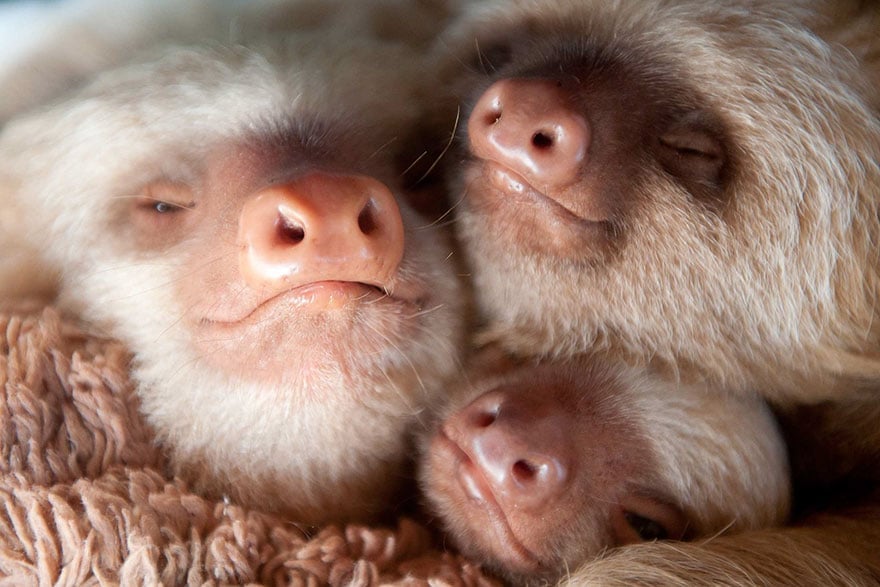 cute-baby-sloth-institute-costa-rica-sam-trull-22