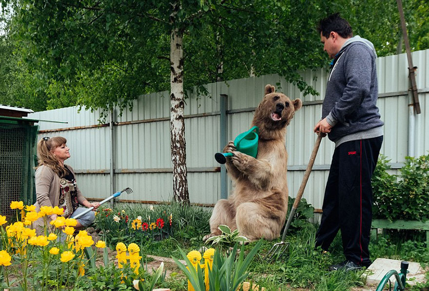 adopted-bear-russian-family-stepan-a16