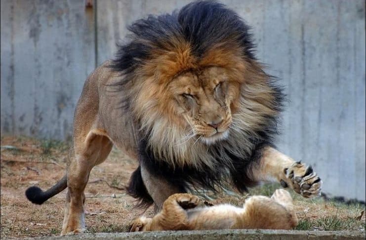 Το αρσενικό λιοντάρι ήθελε να τιμωρήσει το μικρό του. Αλλά τότε εμφανίστηκε η μαμά.. 