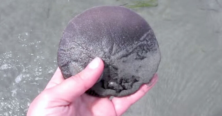 Τα λένε αμμοδολάρια, αλλά δεν έχουν καμία σχέση με το νόμισμα