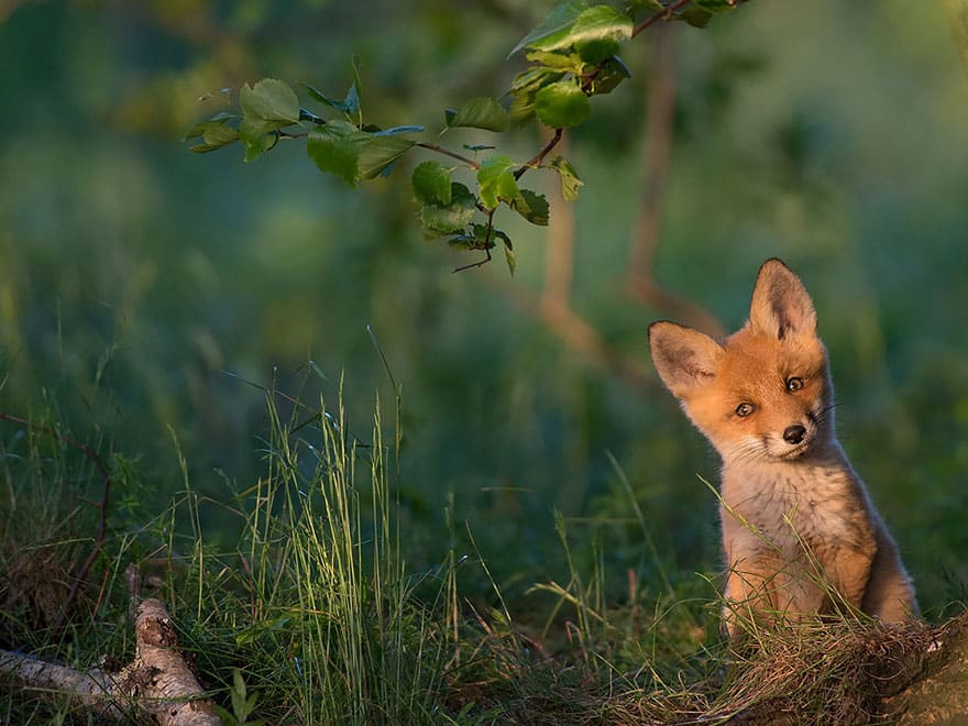 cute-baby-foxes-20-574436a667d56__880