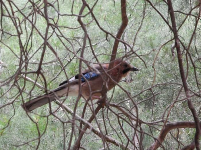 Το Φαράγγι της Σαμαριάς: Το μακρύτερο φαράγγι της Ευρώπης βρίσκεται στη Κρήτη