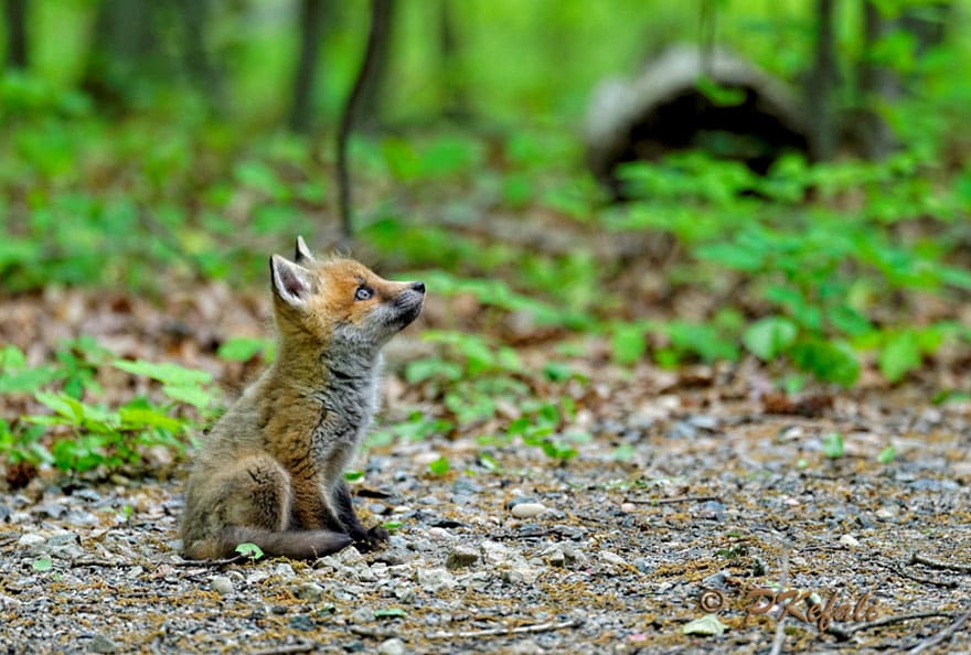 cute-baby-foxes-26-574458ee48849__880