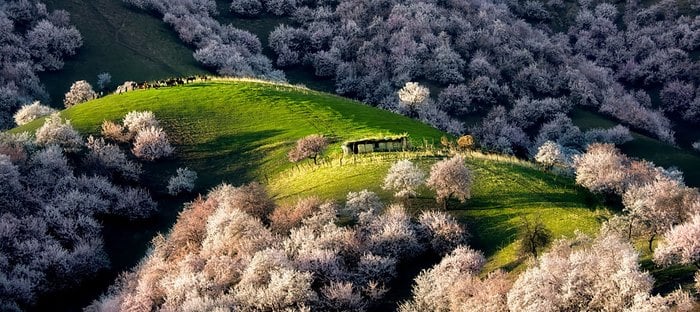 Μια κοιλάδα γεμάτη ανθισμένες βερικοκιές. Ένα θέαμα που κόβει την ανάσα! 