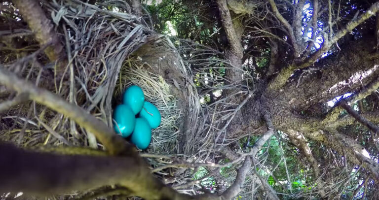 Έβαλε μια κάμερα σε μια φωλιά αλλά μετά παρατήρησε κάτι πολύ λυπηρό που δεν το περίμενε.