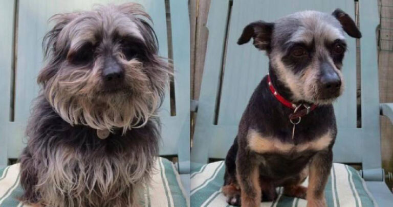 16 πανέμορφα κουτάβια πριν και μετά το κούρεμα.