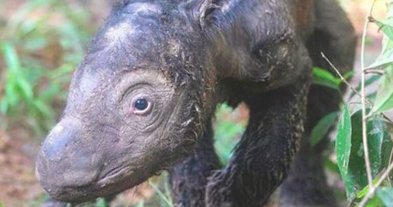 Είναι η δεύτερη στο είδος της που γεννήθηκε μετά από 128 χρόνια. Απλά δείτε την μητέρα της…