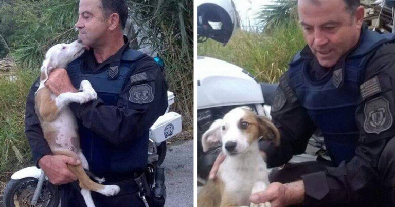 Έλληνας Αστυνομικός υιοθέτησε το κουτάβι που βρήκε να τρέχει έντρομο στην Εθνική Οδό.