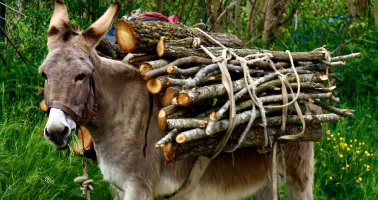 Ο γάιδαρος που νόμιζες πως «έδεσες», ίσως να μην μπορεί να φύγει. Μπορεί όμως να ψοφήσει!