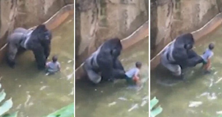 Σκότωσαν γορίλα για να προστατέψουν ένα 4χρονο αγόρι που έπεσε μέσα στο κλουβί του.