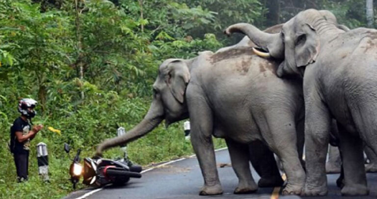 Ελέφαντες χάρισαν την ζωή ενός μοτοσικλετιστή που ικέτευε για τη ζωή όταν τον στρίμωξαν στην γωνία.
