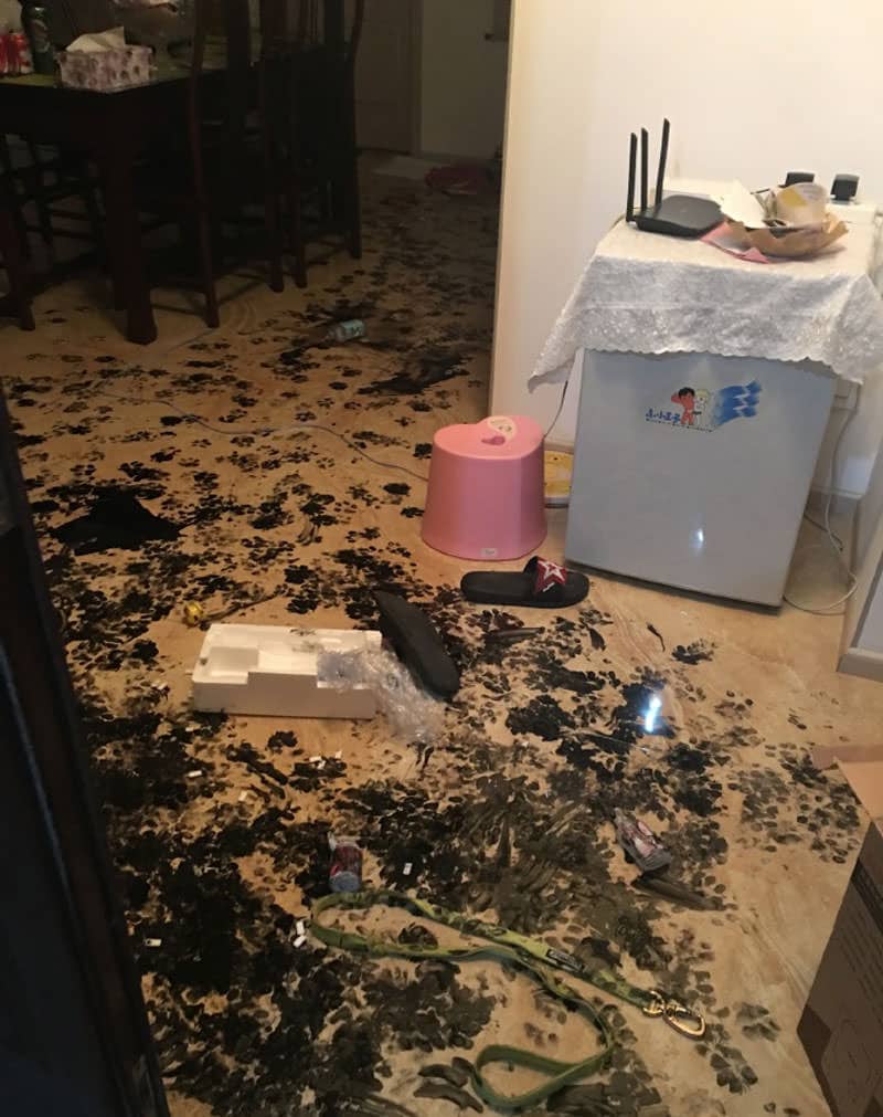 Dog redecorates το σπίτι της οικογένειάς του με το μελάνι καλλιγραφία