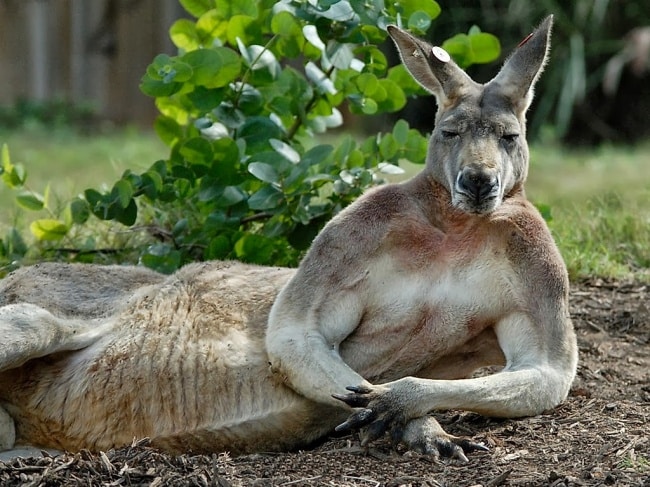 2195755-Kangaroo-australia-32220270-1024-768-650-1464553839