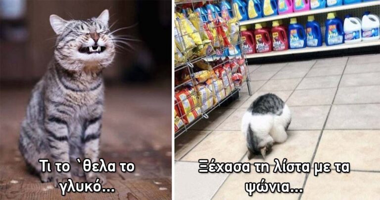 15 θεότρελες γάτες που κάνουν τα δικά τους και γι’ αυτό τις αγαπάμε!