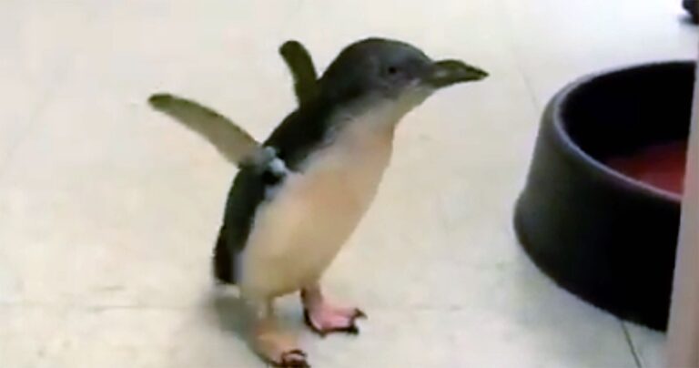 Ο πιγκουίνος πλησιάζει τον άνθρωπο. Αυτό που κάνει είναι κάτι που δεν έχετε ξαναδεί;
