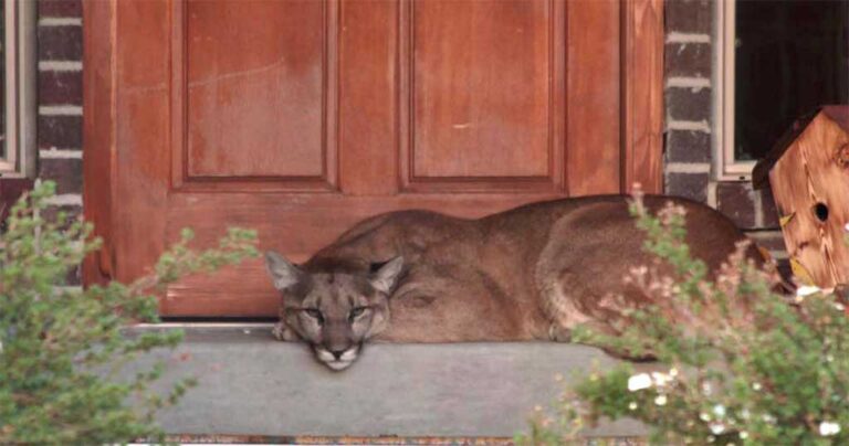 Βρήκαν ένα λιοντάρι να χαλαρώνεις στην εξώπορτά τους. Εσείς θα ξέρατε τι να κάνετε;