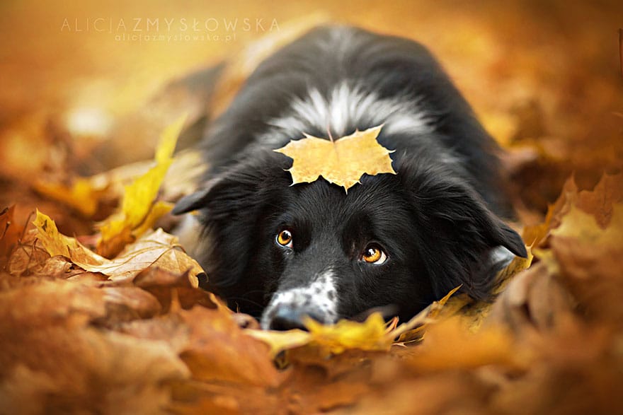 dog-photography-alicja-zmyslowska-2-2-574036cfc7fbf__880