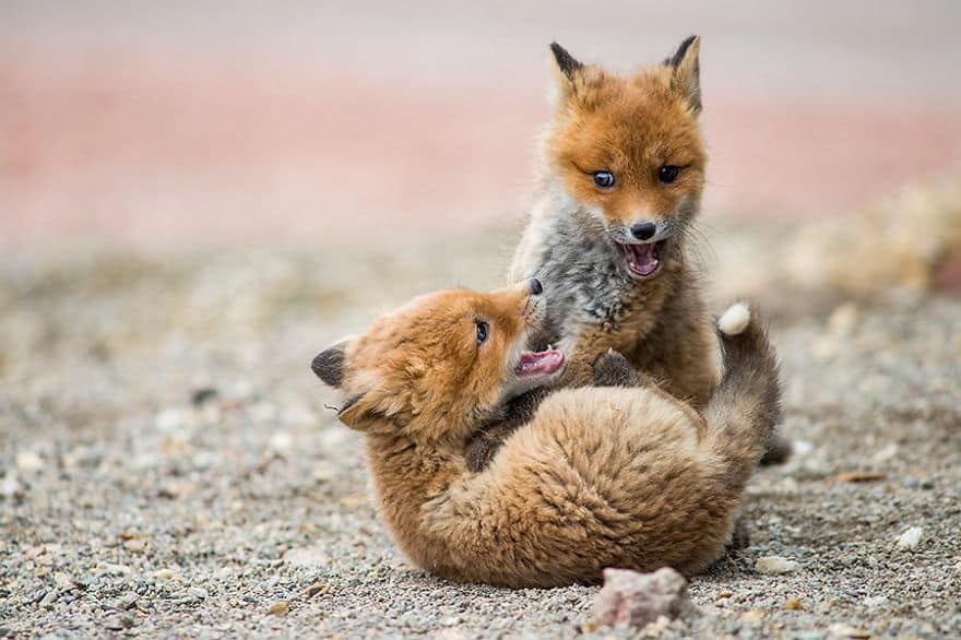 cute-baby-foxes-9-574436a260e9f__880