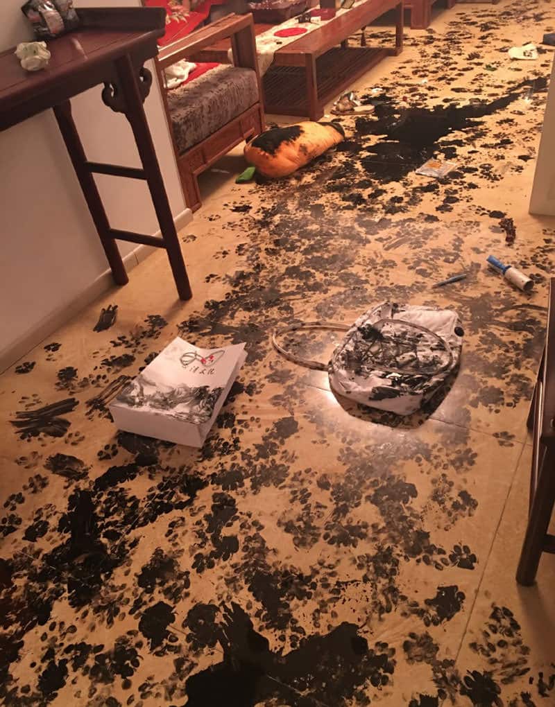 Dog redecorates το σπίτι της οικογένειάς του με το μελάνι καλλιγραφία