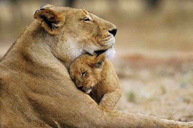 21 όμορφες φωτογραφίες με ζώα που γνωρίζουν καλά τι σημαίνει αγάπη..