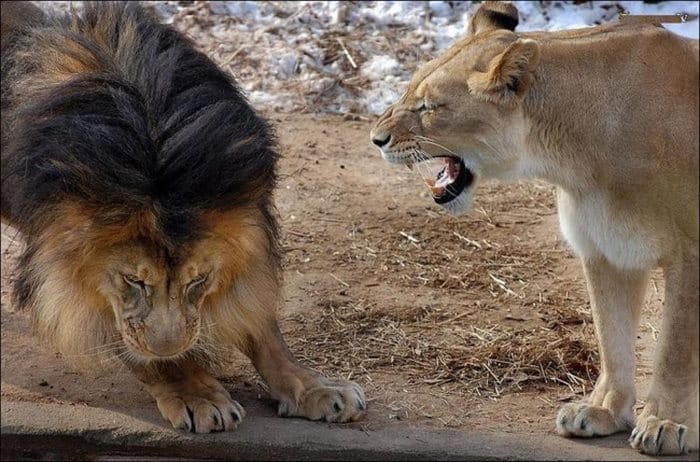 Το αρσενικό λιοντάρι ήθελε να τιμωρήσει το μικρό του. Αλλά τότε εμφανίστηκε η μαμά.. 
