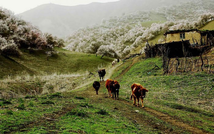 Μια κοιλάδα γεμάτη ανθισμένες βερικοκιές. Ένα θέαμα που κόβει την ανάσα! 