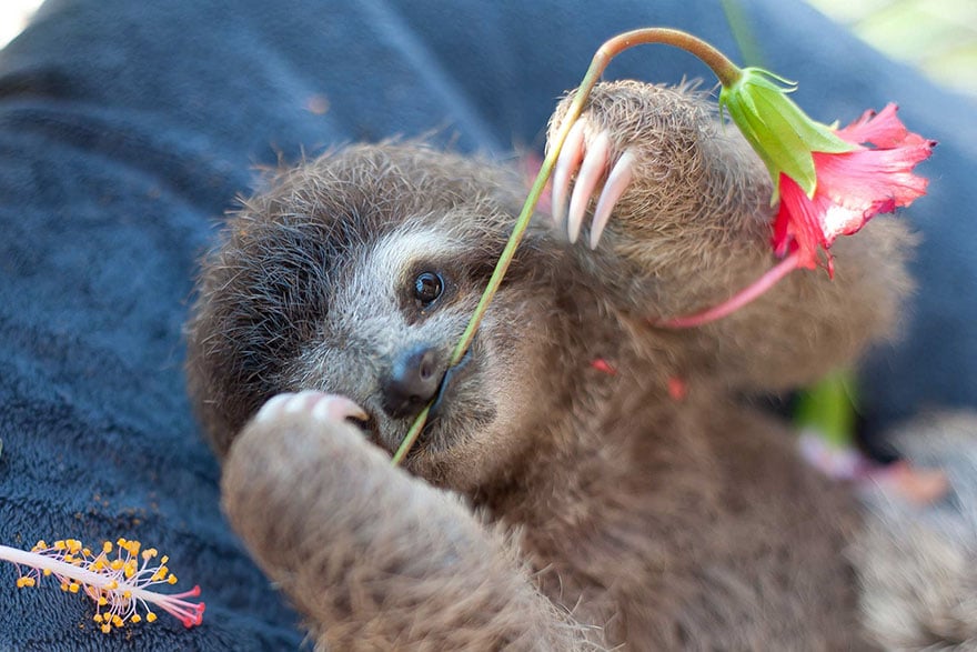 cute-baby-sloth-institute-costa-rica-sam-trull-21