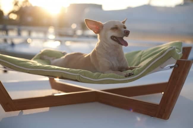 2195605-PET-HAMMOCK-Small-Bamboo-Dog-and-Cat-Pet-Bed-with-Kiwi-Green-Cushion_8-650-1464553839