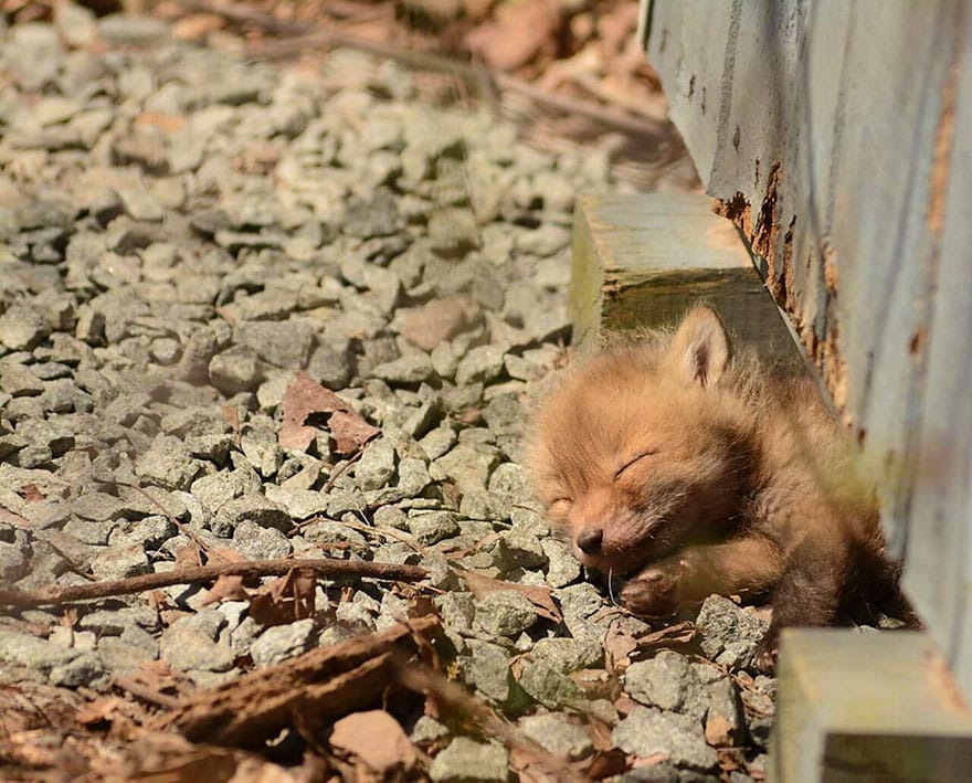 cute-baby-foxes-25-574454d4f3e24__880