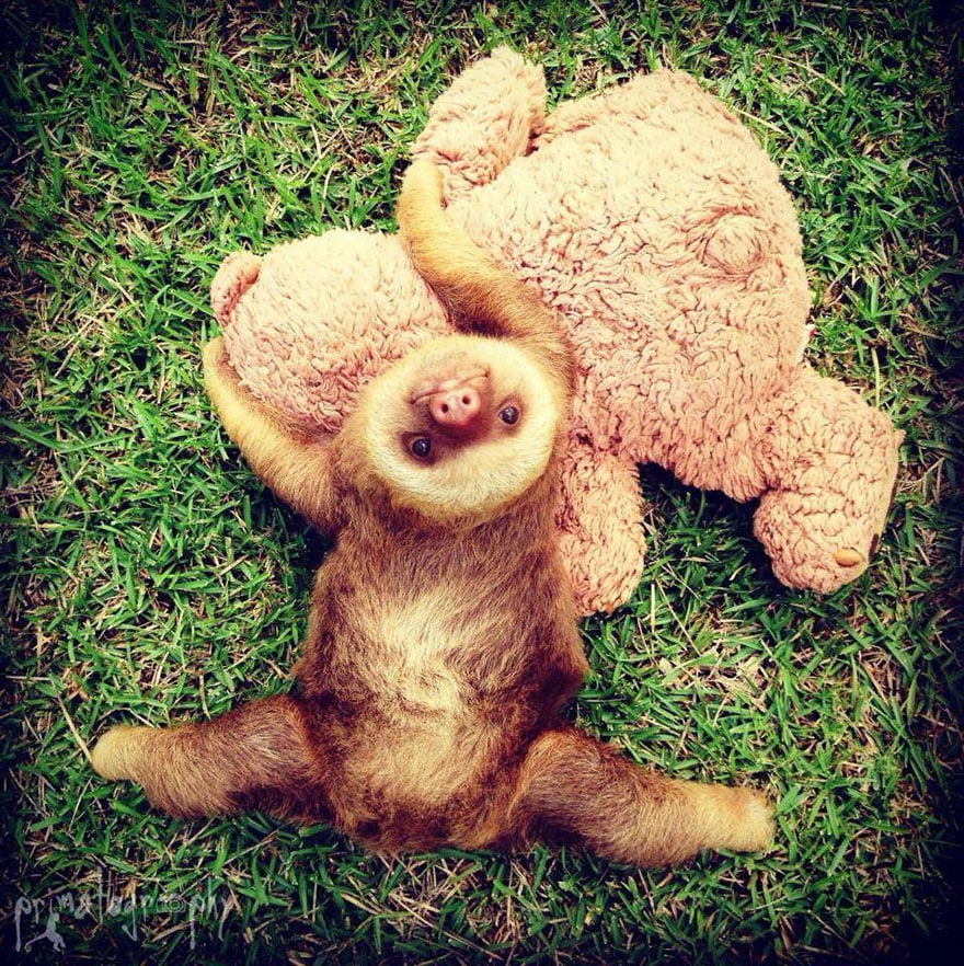 cute-baby-sloth-institute-costa-rica-sam-trull-27