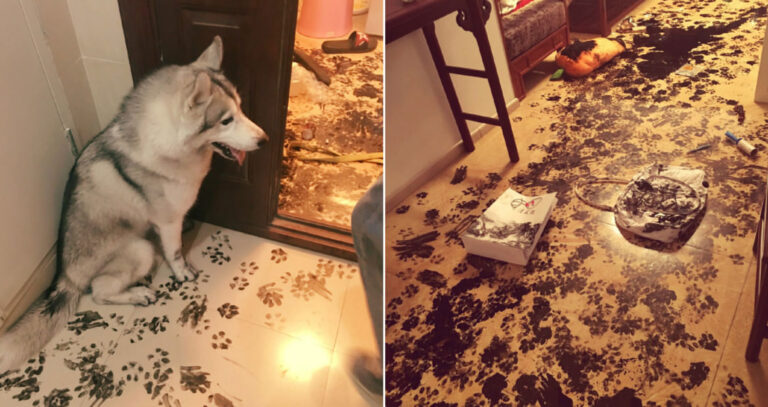 Αυτός ο σκύλος «διακόσμησε» το σπίτι του ιδιοκτήτη του με ένα πολύ καλλιγραφικό τρόπο!