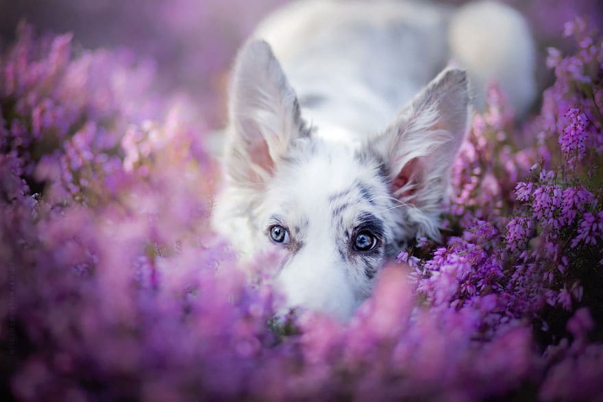 dog-photography-alicja-zmyslowska-2-7-574036d97259a__880