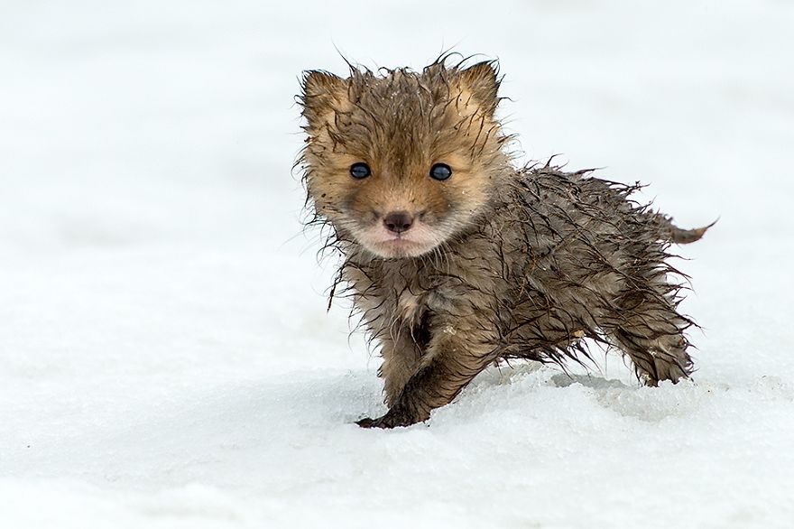 cute-baby-foxes-8-574436a046464__880