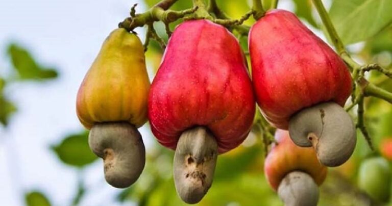 Εσείς γνωρίζατε πώς φυτρώνουν τα κάσιους;