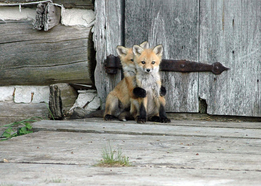 cute-baby-foxes-1-57443690cad50__880