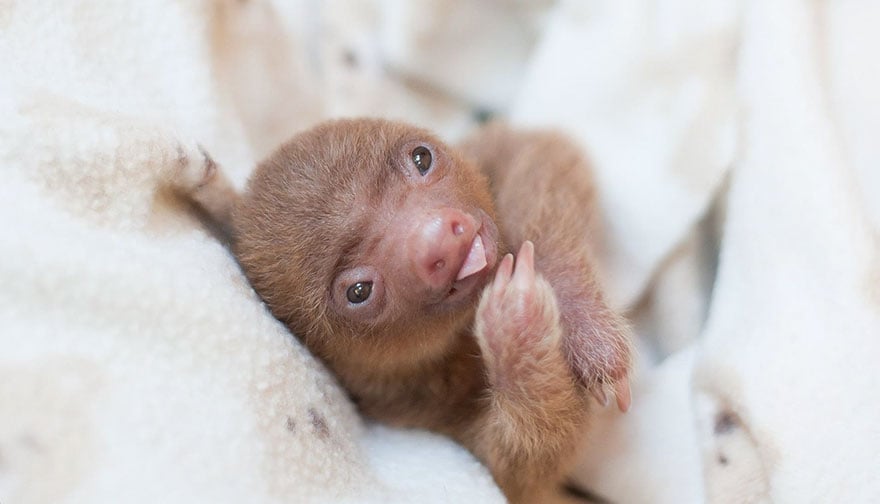 cute-baby-sloth-institute-costa-rica-sam-trull-29
