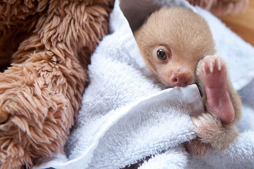 cute-baby-sloth-institute-costa-rica-sam-trull-18