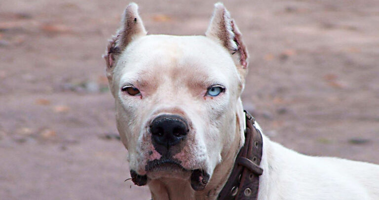 Οι «επικίνδυνες» φυλές σκύλων και η αλήθεια