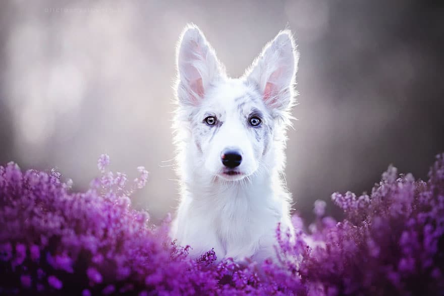 dog-photography-alicja-zmyslowska-2-11-574036e13f03c__880