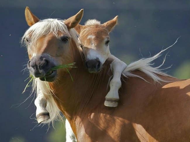 21 όμορφες φωτογραφίες με ζώα που γνωρίζουν καλά τι σημαίνει αγάπη..