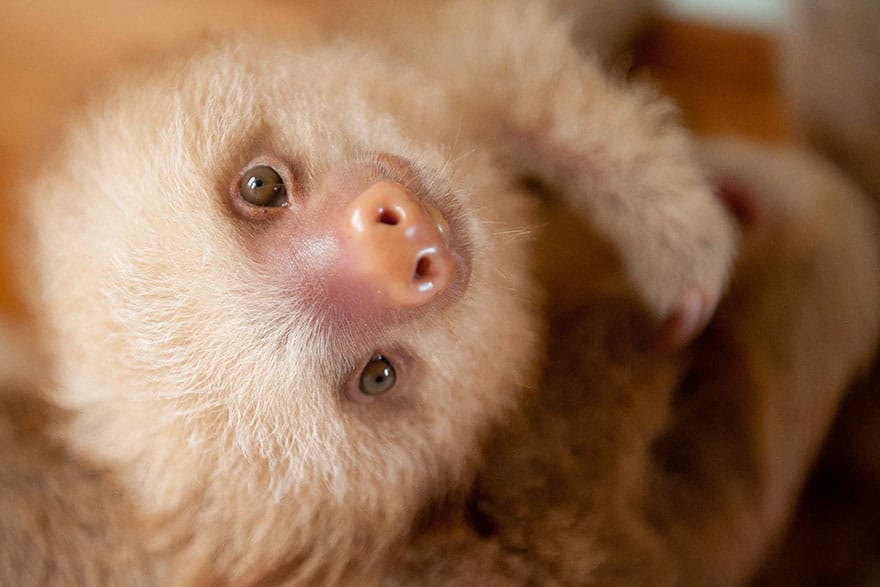 cute-baby-sloth-institute-costa-rica-sam-trull-24
