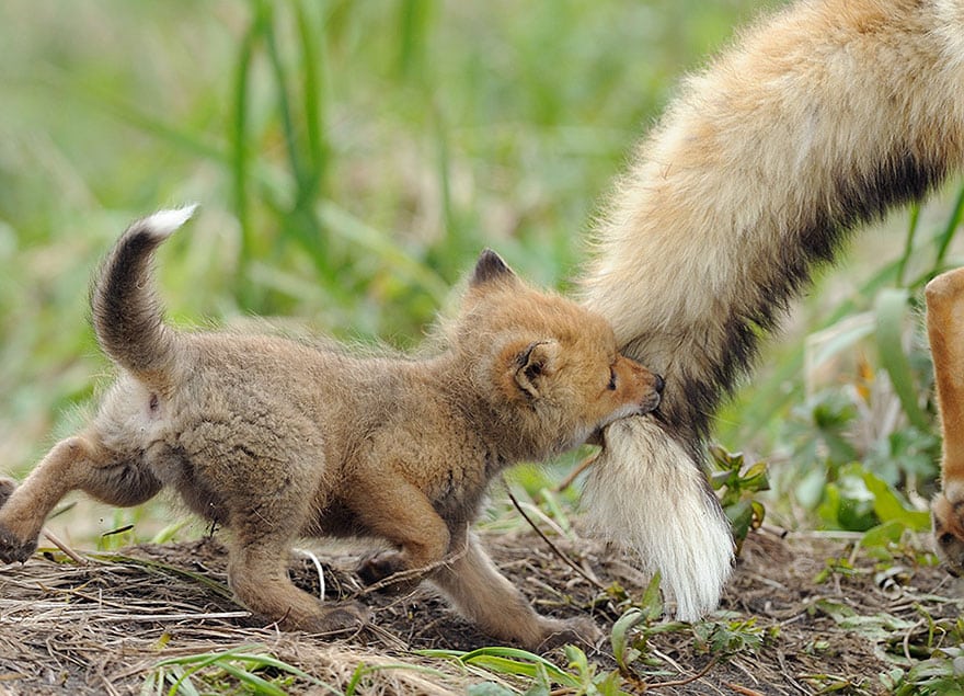 cute-baby-foxes-2-574436930d433__880