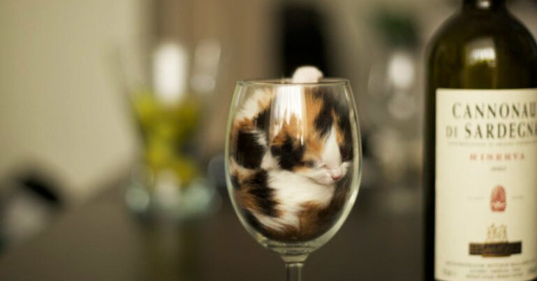 28 αστεία κατοικίδια που κοιμούνται στα πιο περίεργα μέρη