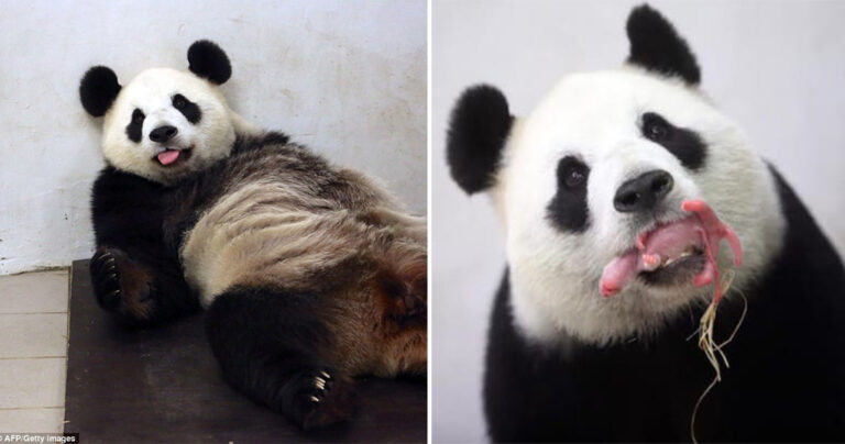 Θηλυκό πάντα σε αιχμαλωσία έφερε στον κόσμο ένα πολύ σπάνιο μωρό