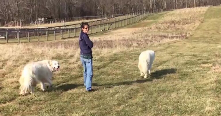 Βγάζει βόλτα τα σκυλιά της στο χωριό. Δεν περίμενε όμως αυτούς τους απρόσκλητους επισκέπτες.