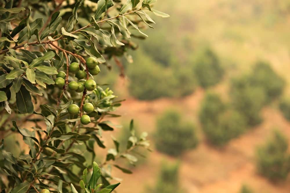 Its tree. Плантации ореха макадамии. Hanging Nuts.