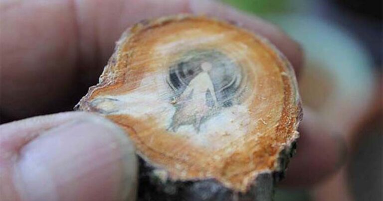 15 πράγματα που πιθανότατα βλέπετε για πρώτη φορά