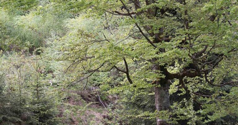 Μπορείτε να εντοπίσετε την αρκούδα μέσα στο δάσος;