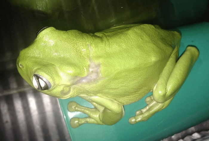 rescue-frog-surgery-lawnmower-green-tree-2-1